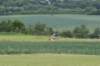 hlg2009237_small.jpg