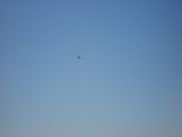 divfruehjr0760.jpg